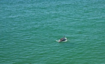 Dolphin spotting in Santa Barbara