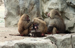 Baboons at Singapore zoo
