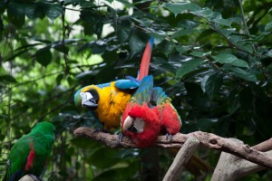 Macaws at Jurong bird park